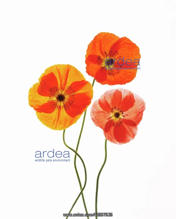 : Poppy, Papavernudicale, Icelandic poppy, Papaver croceum : Poppy, Papavernudicale, Icelandic poppy, Papaver croceum