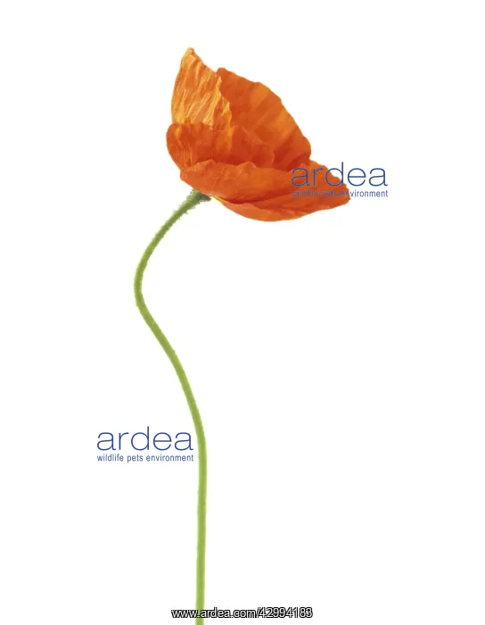 : Poppy, Papavernudicale, Icelandic poppy, Papaver croceum : Poppy, Papavernudicale, Icelandic poppy, Papaver croceum