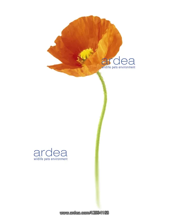 : Poppy, Papavernudicale, Icelandic poppy, Papaver croceum : Poppy, Papavernudicale, Icelandic poppy, Papaver croceum