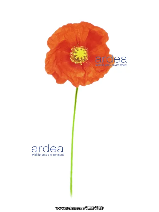 : Poppy, Papavernudicale, Icelandic poppy, Papaver croceum : Poppy, Papavernudicale, Icelandic poppy, Papaver croceum
