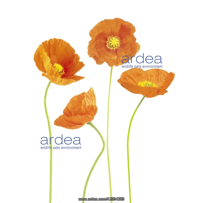 : Poppy, Papavernudicale, Icelandic poppy, Papaver croceum : Poppy, Papavernudicale, Icelandic poppy, Papaver croceum