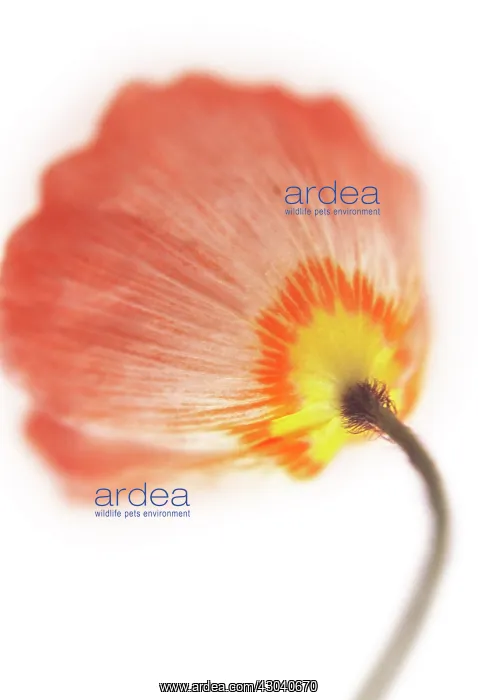 : Poppy, Papavernudicale, Icelandic poppy, Papaver croceum : Poppy, Papavernudicale, Icelandic poppy, Papaver croceum