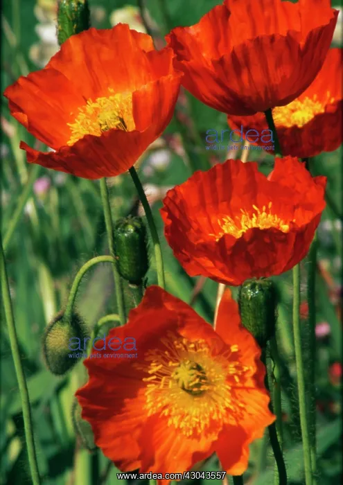 : Poppy, Papavernudicale, Icelandic poppy, Papaver croceum : Poppy, Papavernudicale, Icelandic poppy, Papaver croceum