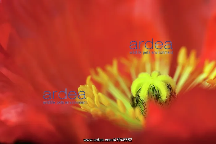  : Poppy, Papavernudicale, Icelandic poppy, Papaver croceum