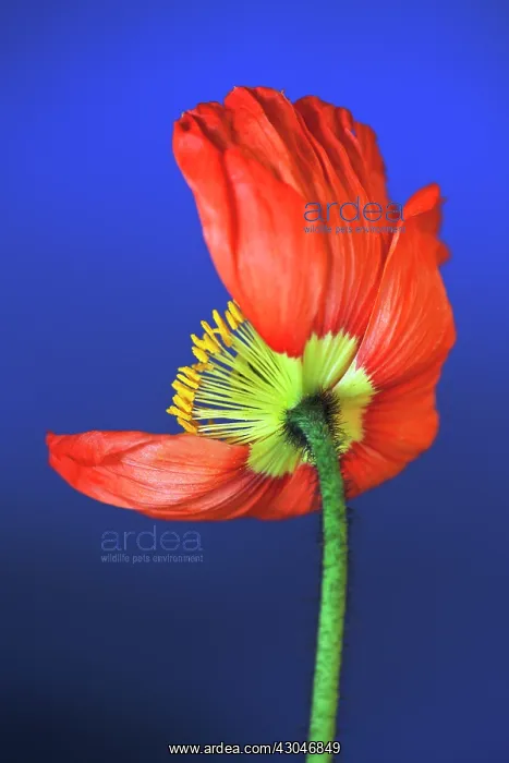 : Poppy, Papavernudicale, Icelandic poppy, Papaver croceum : Poppy, Papavernudicale, Icelandic poppy, Papaver croceum