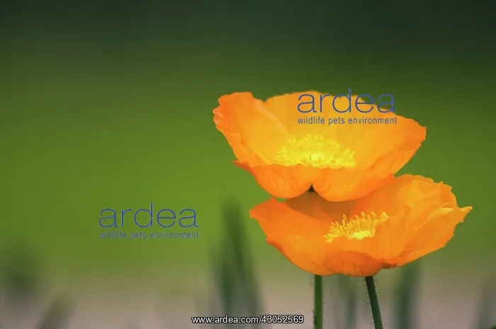 : Poppy, Papavernudicale, Icelandic poppy, Papaver croceum : Poppy, Papavernudicale, Icelandic poppy, Papaver croceum