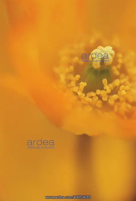 : Poppy, Papavernudicale, Icelandic poppy, Papaver croceum : Poppy, Papavernudicale, Icelandic poppy, Papaver croceum