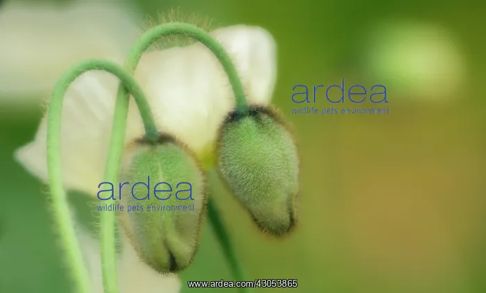 : Poppy, Papavernudicale, Icelandic poppy, Papaver croceum : Poppy, Papavernudicale, Icelandic poppy, Papaver croceum