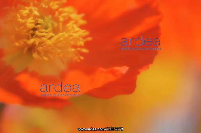  : Poppy, Papavernudicale, Icelandic poppy, Papaver croceum