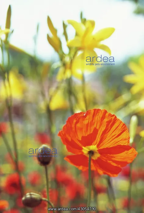 : Poppy, Papavernudicale, Icelandic poppy, Papaver croceum : Poppy, Papavernudicale, Icelandic poppy, Papaver croceum
