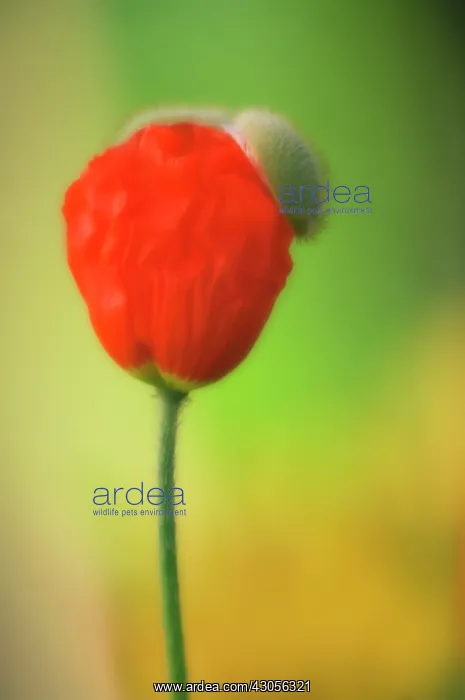 : Poppy, Papavernudicale, Icelandic poppy, Papaver croceum : Poppy, Papavernudicale, Icelandic poppy, Papaver croceum