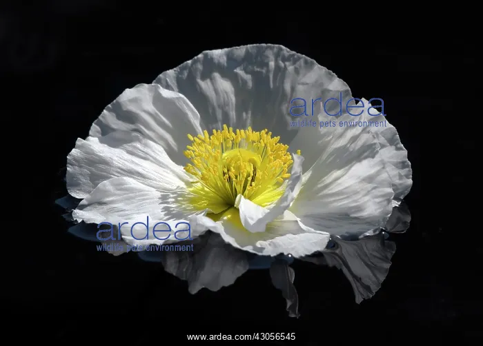 : Poppy, Papavernudicale, Icelandic poppy, Papaver croceum : Poppy, Papavernudicale, Icelandic poppy, Papaver croceum