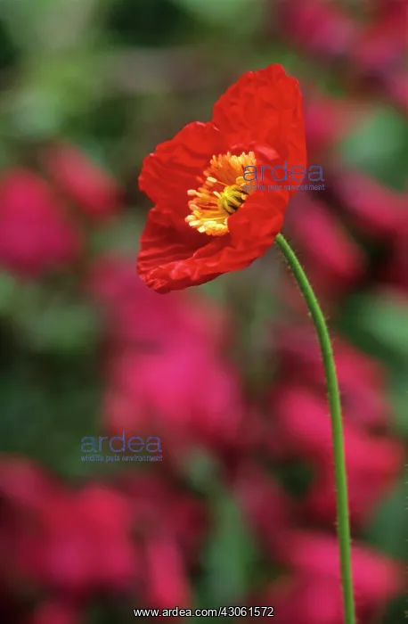 : Poppy, Papavernudicale, Icelandic poppy, Papaver croceum : Poppy, Papavernudicale, Icelandic poppy, Papaver croceum