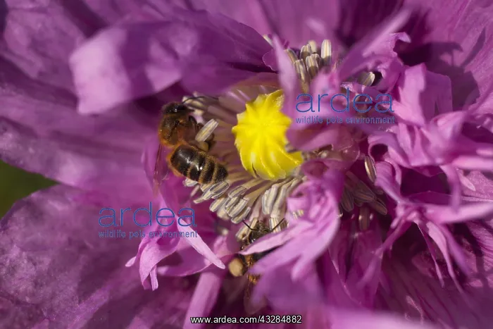 : Poppy, Papver, Close up of mauve coloured flower : Poppy, Papver, Close up of mauve coloured flower