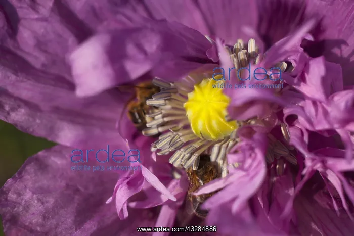 : Poppy, Papver, Close up of mauve coloured flower : Poppy, Papver, Close up of mauve coloured flower