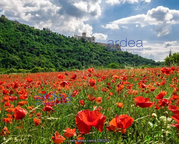 : Poppy seed meadow, Convent and Basilica of San Francesco : Poppy seed meadow, Convent and Basilica of San Francesco