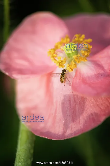 : Poppy, Shirley poppy : Poppy, Shirley poppy