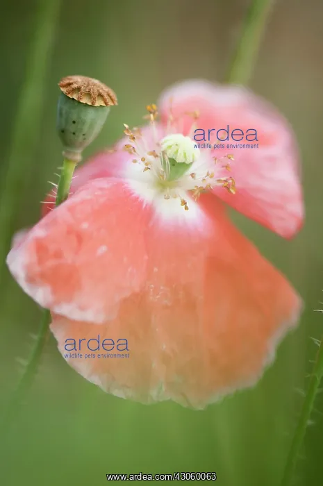: Poppy, Shirley poppy : Poppy, Shirley poppy