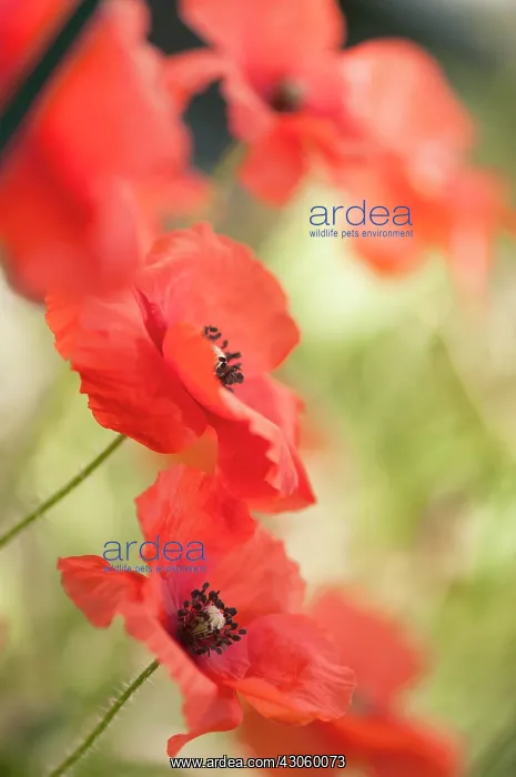 : Poppy, Shirley poppy : Poppy, Shirley poppy