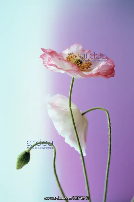 : Poppy, Shirley poppy, Papaver rhoeas Shirley series : Poppy, Shirley poppy, Papaver rhoeas Shirley series