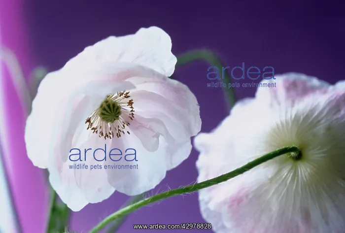 : Poppy, Shirley poppy, Papaver rhoeas Shirley series : Poppy, Shirley poppy, Papaver rhoeas Shirley series