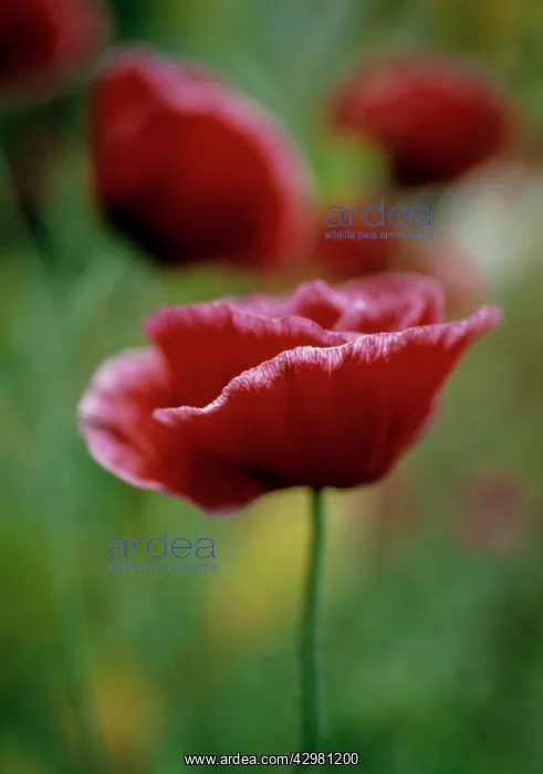 : Poppy, Shirley poppy, Papaver rhoeas Shirley series : Poppy, Shirley poppy, Papaver rhoeas Shirley series