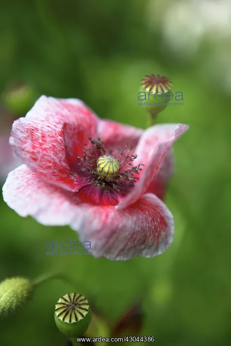 : Poppy, Shirley poppy, Papaver rhoeas Shirley series : Poppy, Shirley poppy, Papaver rhoeas Shirley series