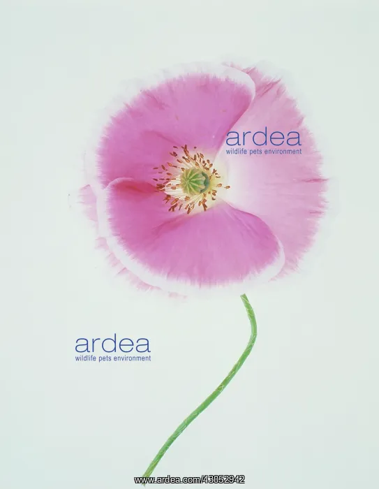 : Poppy, Shirley poppy, Papaver rhoeas Shirley series : Poppy, Shirley poppy, Papaver rhoeas Shirley series