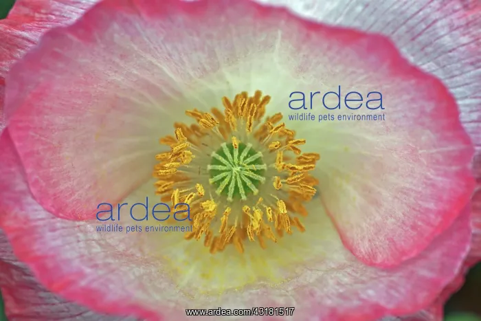 : Poppy, Shirley poppy, Papaver rhoeas Shirley series : Poppy, Shirley poppy, Papaver rhoeas Shirley series