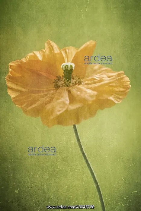 : Poppy - Textued Image : Poppy - Textued Image