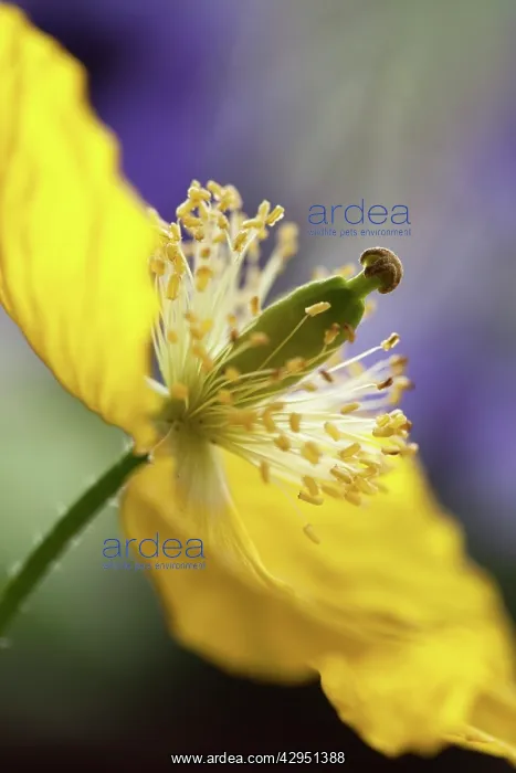 : Poppy, Welsh poppy : Poppy, Welsh poppy