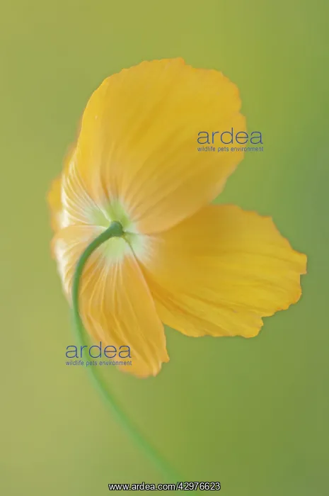 : Poppy, Welsh poppy, Meconopsis cambrica : Poppy, Welsh poppy, Meconopsis cambrica
