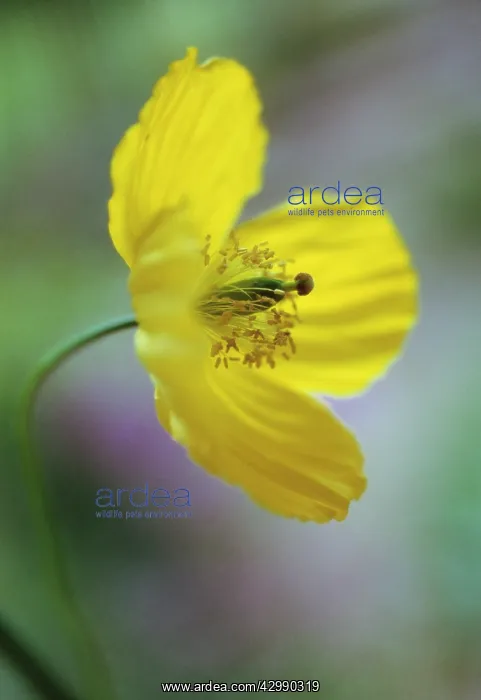  : Poppy, Welsh poppy, Meconopsis cambrica