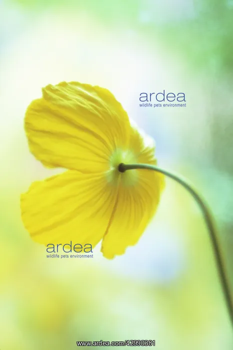 : Poppy, Welsh poppy, Meconopsis cambrica : Poppy, Welsh poppy, Meconopsis cambrica