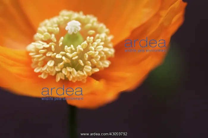 : Poppy, Welsh poppy, Meconopsis cambrica : Poppy, Welsh poppy, Meconopsis cambrica