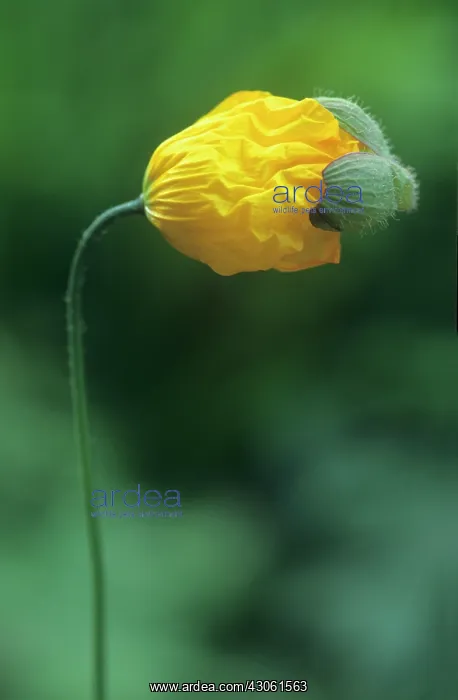 : Poppy, Welsh poppy, Meconopsis cambrica : Poppy, Welsh poppy, Meconopsis cambrica