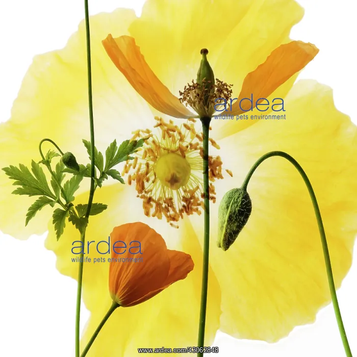 : Poppy, Welsh poppy, Meconopsis cambrica : Poppy, Welsh poppy, Meconopsis cambrica