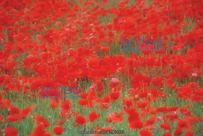 : Poppyfield : Poppyfield