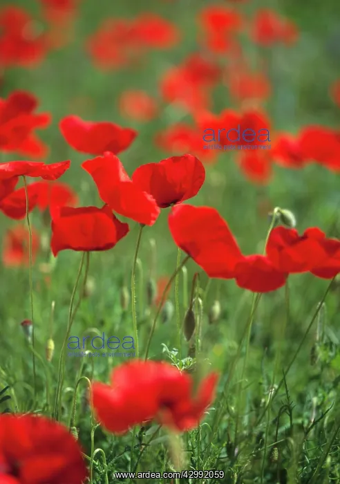 : Poppyfield : Poppyfield