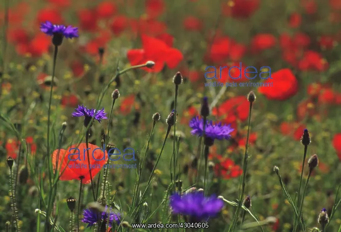 : Poppyfield : Poppyfield