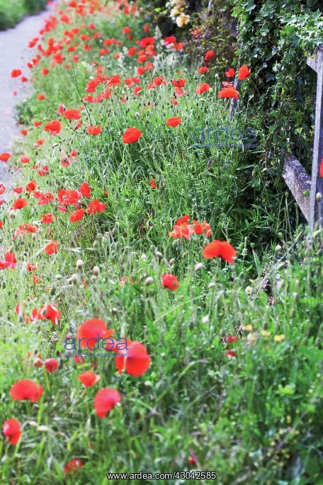 : Poppyfield : Poppyfield