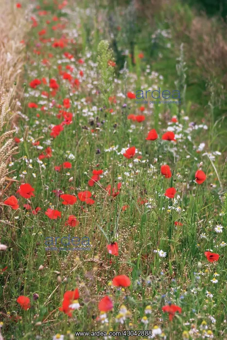: Poppyfield : Poppyfield