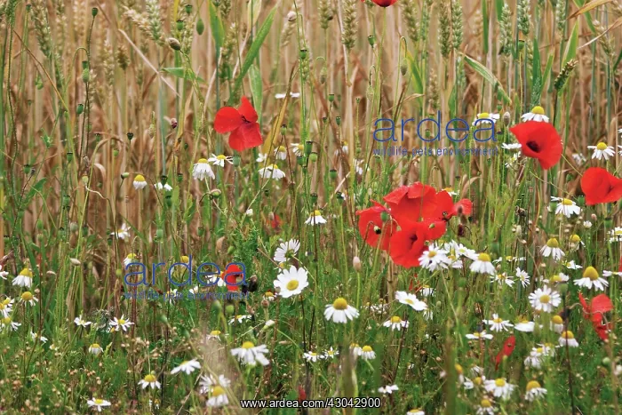 : Poppyfield : Poppyfield