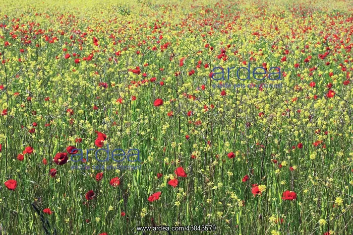 : Poppyfield : Poppyfield