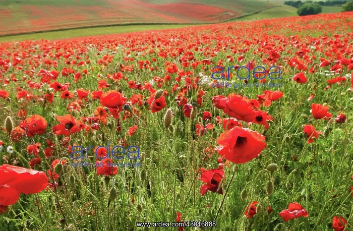 : Poppyfield : Poppyfield