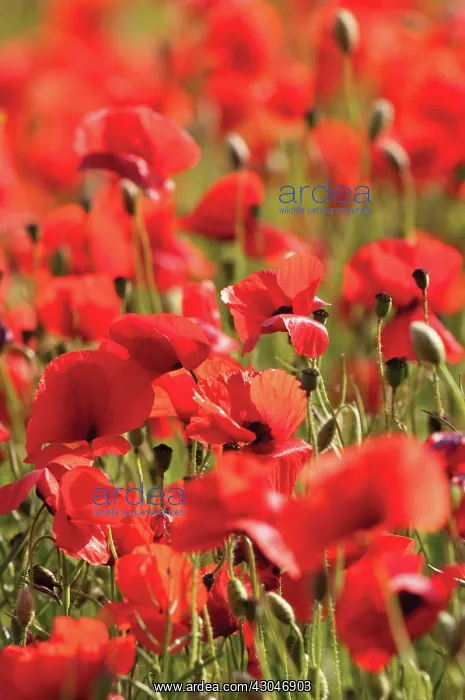 : Poppyfield : Poppyfield