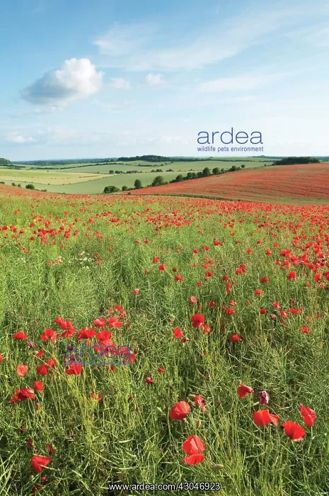 : Poppyfield : Poppyfield