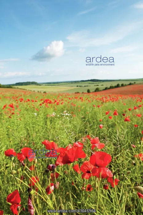 : Poppyfield : Poppyfield