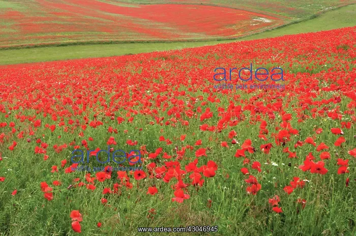 : Poppyfield : Poppyfield