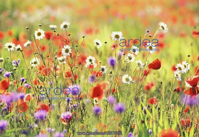 : Poppyfield : Poppyfield